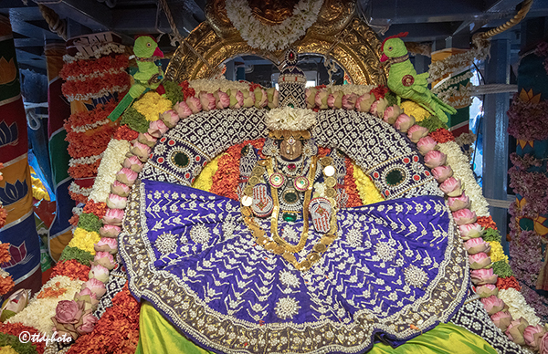 Sri Padmavathi Ammavari Rathotsavam
